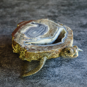 “Squirt” Sterling Silver Hornbill Turtle on Raw Grey Agate Stone